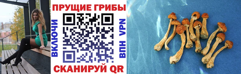 Псилоцибиновые грибы мицелий  Купить  Дорогобуж 